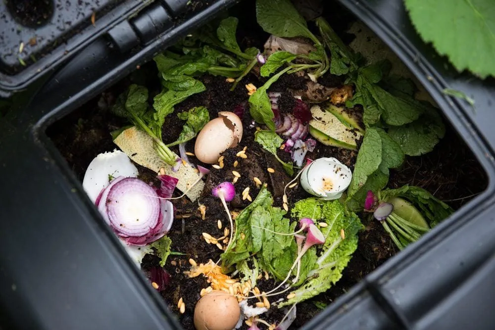 Vegetable scraps collected in a kitchen container