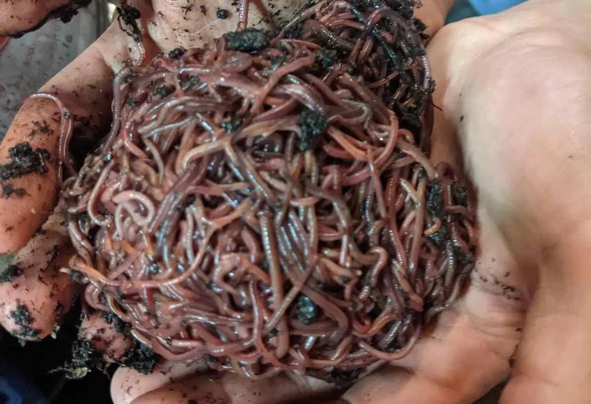 Red wiggler composting worms held in two hands